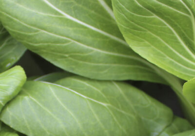 Pak Choi Mimaflor